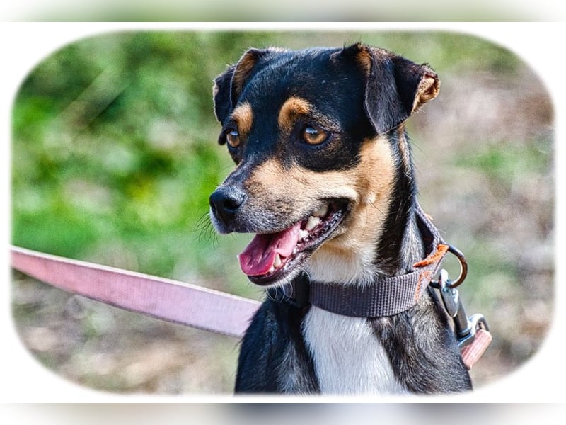 Kris – ein Herz auf leisen Pfoten