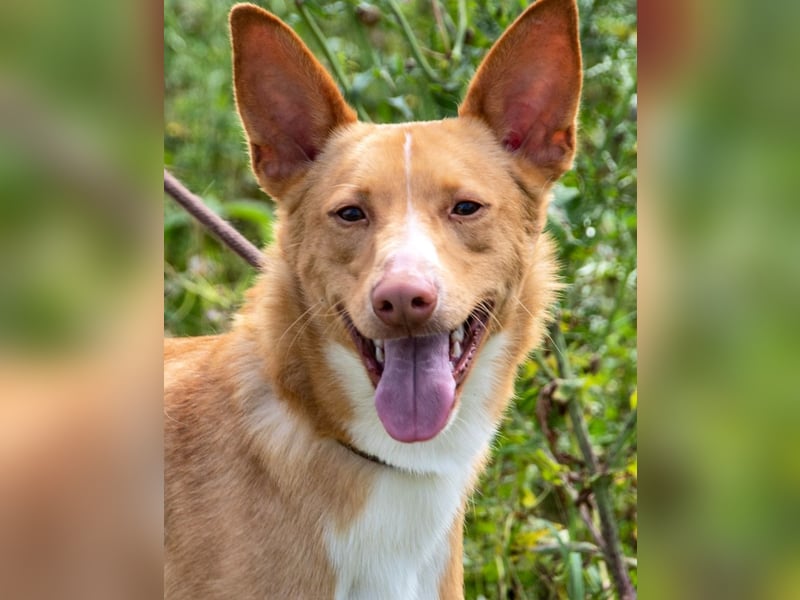 Bambi - auf der Suche nach Vertrauen