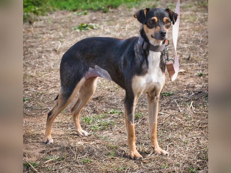 Kris – ein Herz auf leisen Pfoten