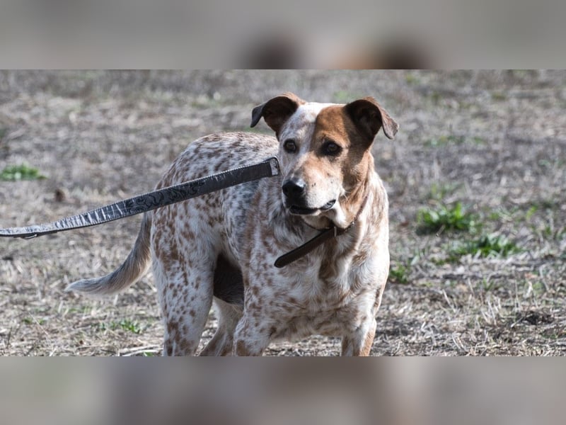 Duke – ein Schatz mit Handicap