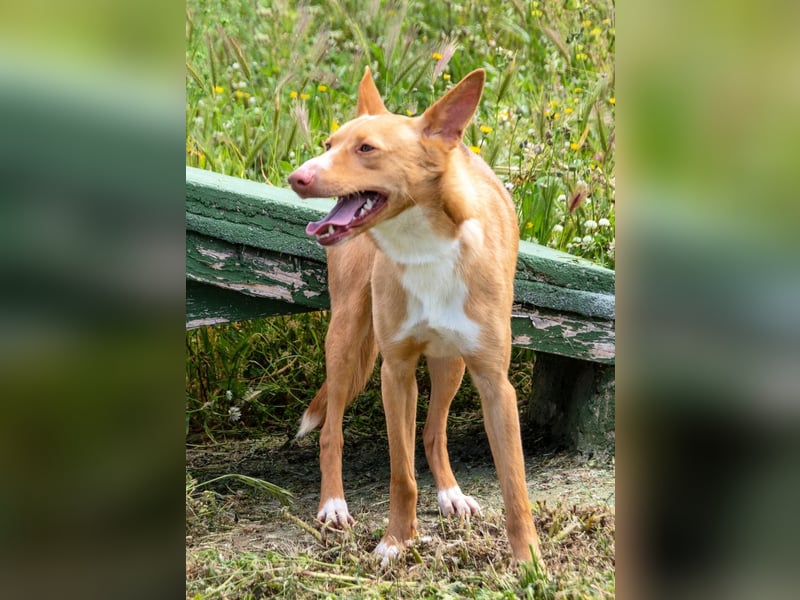 Bambi - auf der Suche nach Vertrauen