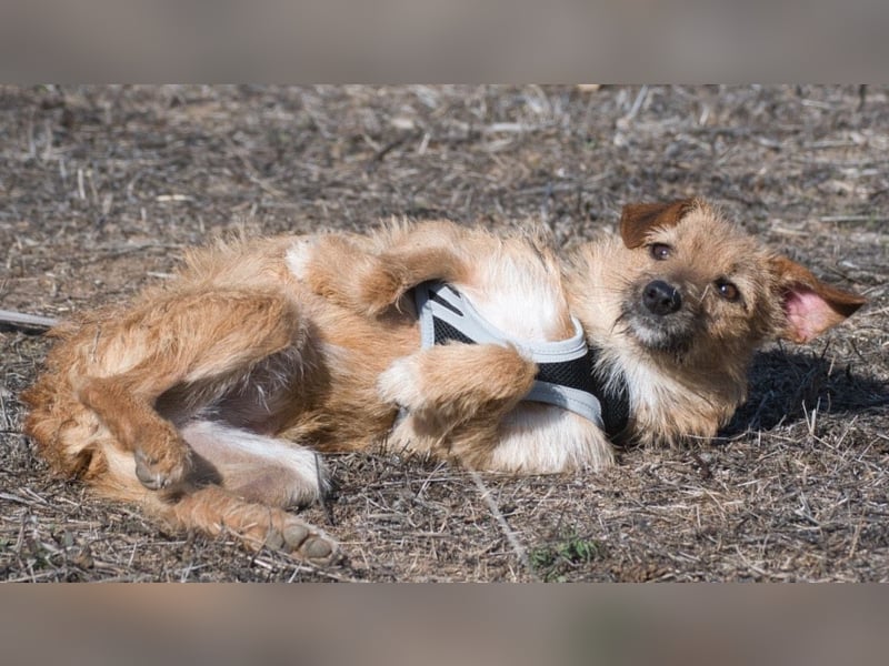 Ruggine – ein Seelchen