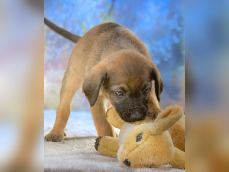 Lucky - freundlicher Hundebub