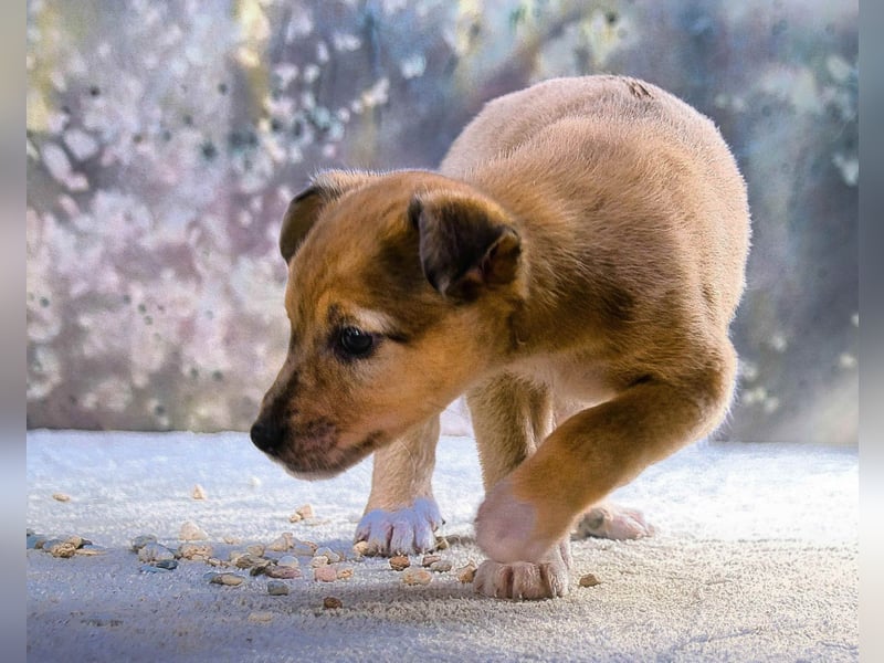 Penny - zartes Hundekind