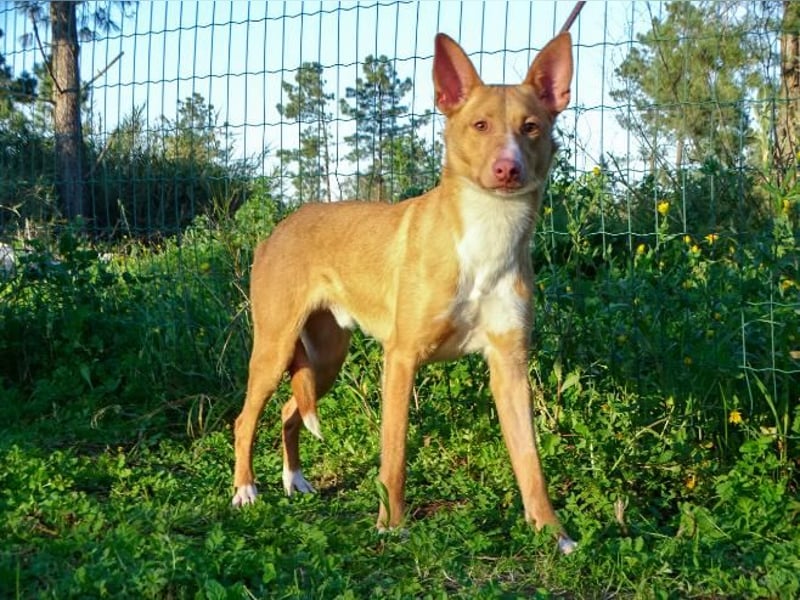 Bambi - auf der Suche nach Vertrauen