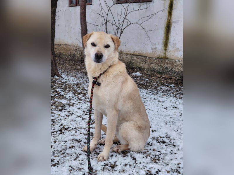 Nikki – ruhiger, lieber Rüde sucht sein Für-immer-Zuhause