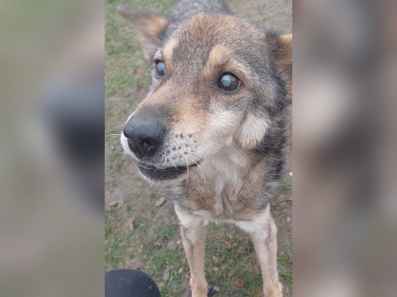 Senior Noodle sucht sein Glück