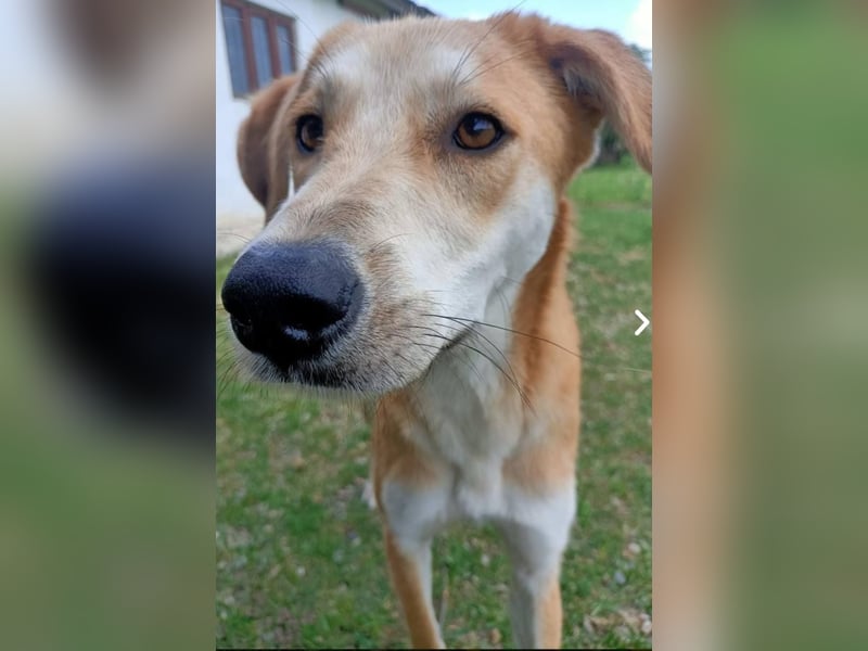 Sonnenschein Timmy sucht ihr Zuhause