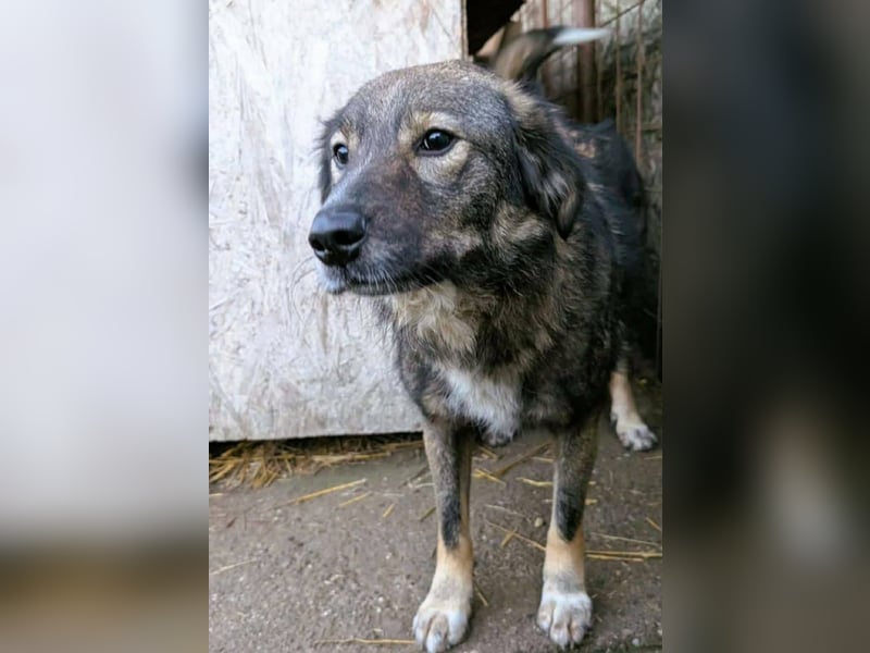 Nala wartet auf ihr Glück