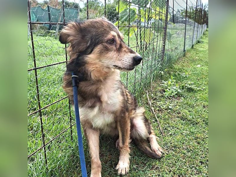 Herzenshündin Masha sucht ihr Zuhause