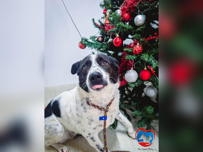 Auf der Suche nach dem Glück: Sanfter Rudi sucht sein Für-immer-Zuhause