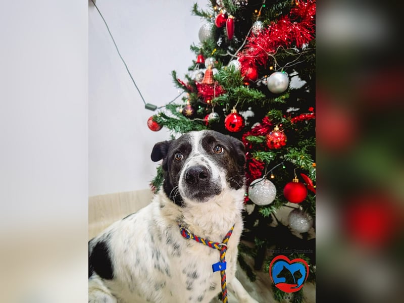 Auf der Suche nach dem Glück: Sanfter Rudi sucht sein Für-immer-Zuhause