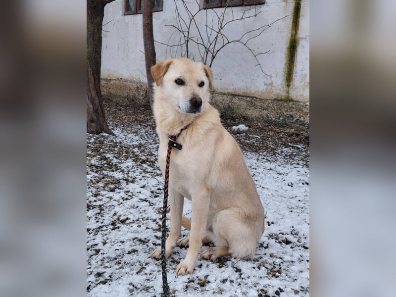 Nikki – ruhiger, lieber Rüde sucht sein Für-immer-Zuhause