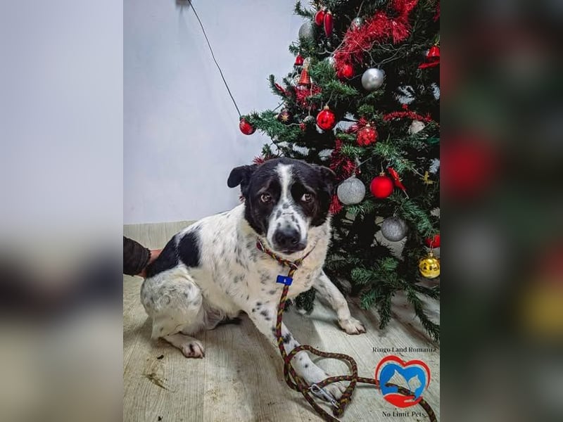 Auf der Suche nach dem Glück: Sanfter Rudi sucht sein Für-immer-Zuhause