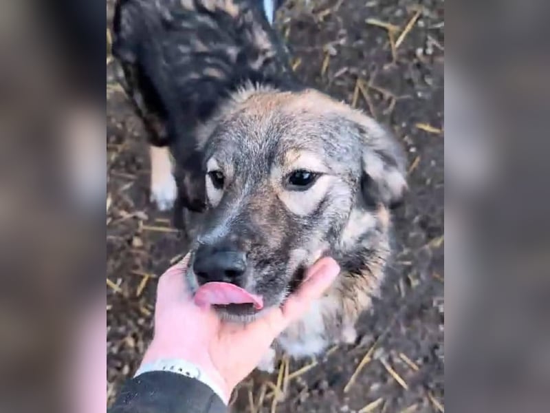 Nala wartet auf ihr Glück