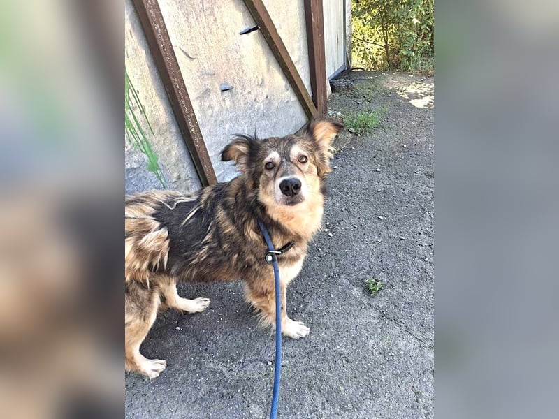 Herzenshündin Masha sucht ihr Zuhause