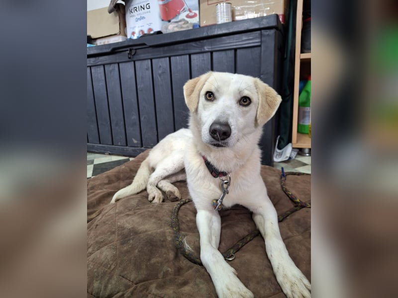 Hündin Ruby sucht ihr Zuhause