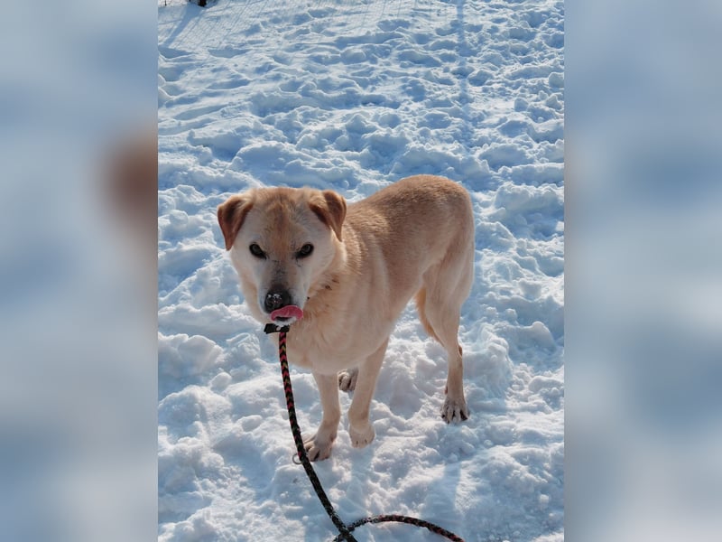 Nikki – ruhiger, lieber Rüde sucht sein Für-immer-Zuhause