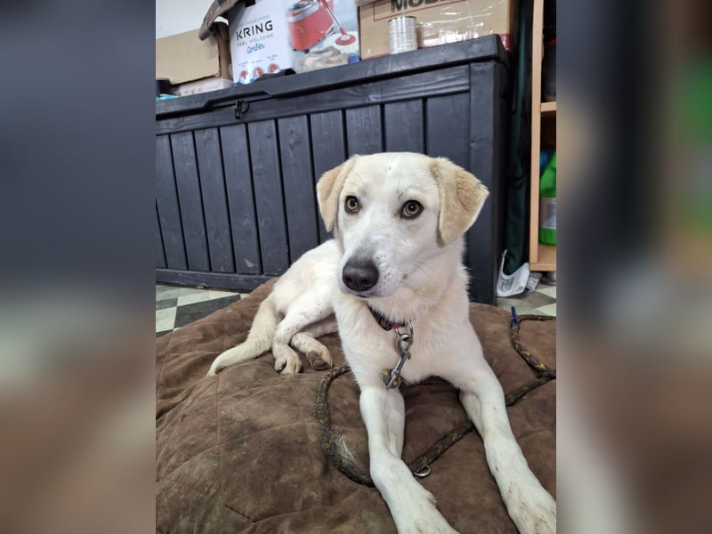 Hündin Ruby sucht ihr Zuhause