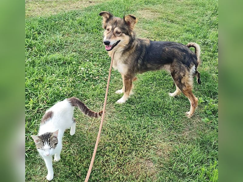 Herzenshündin Masha sucht ihr Zuhause