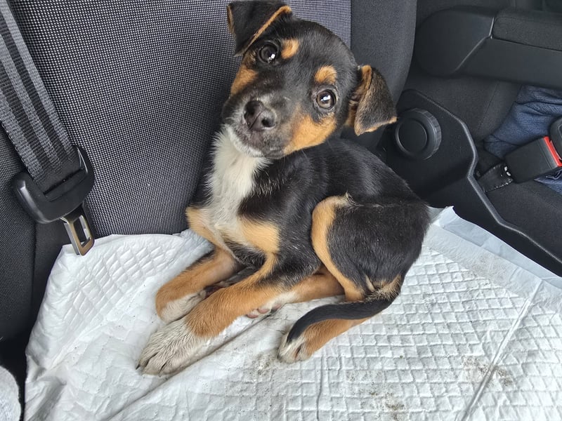 Yuna - fröhliches Hundemädchen!