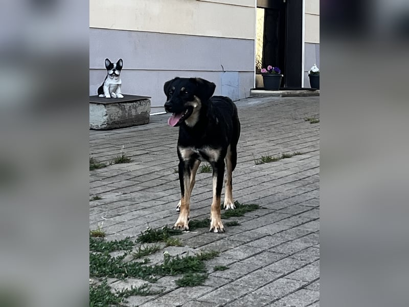 Danira - bereit für ein eigenes Zuhause!