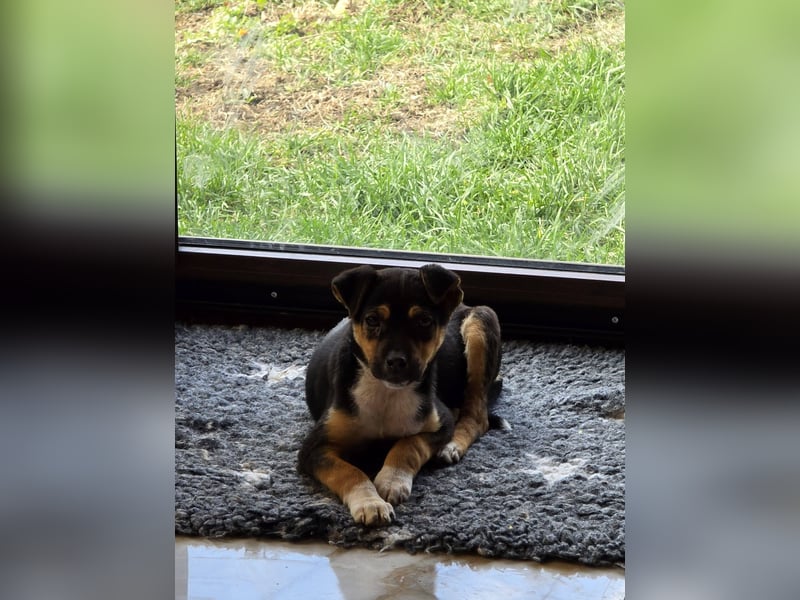 Yuna - fröhliches Hundemädchen!