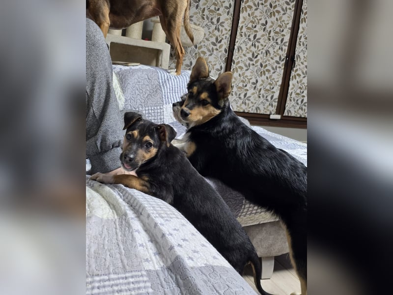 Yuna - fröhliches Hundemädchen!