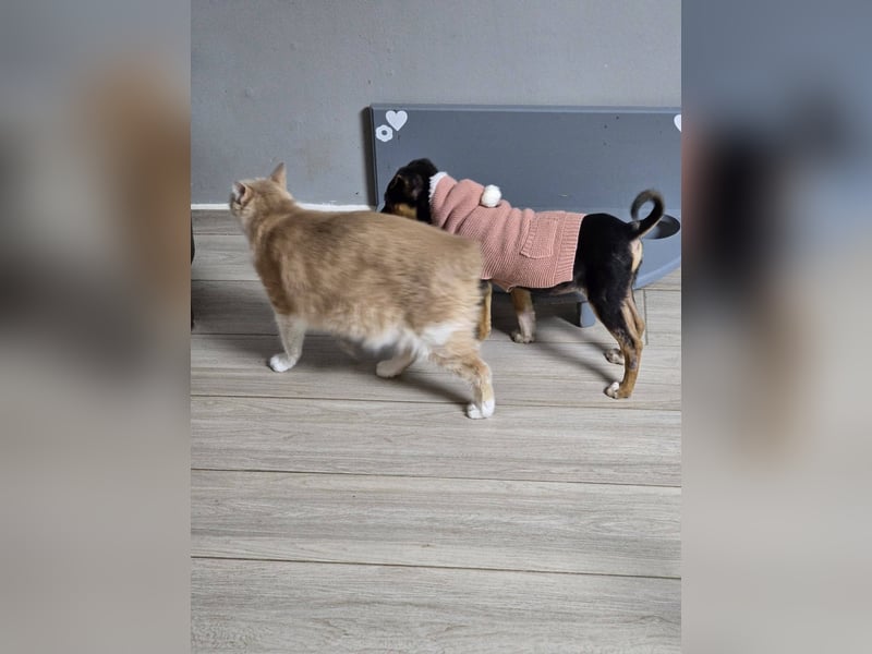 Yuna - fröhliches Hundemädchen!