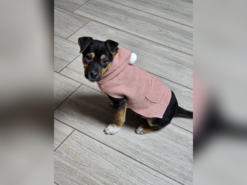 Yuna - fröhliches Hundemädchen!