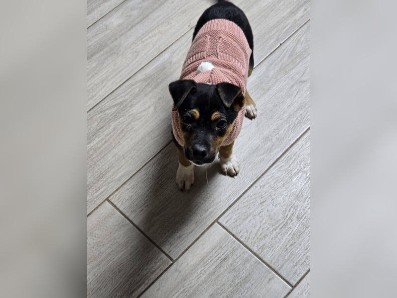 Yuna - fröhliches Hundemädchen!