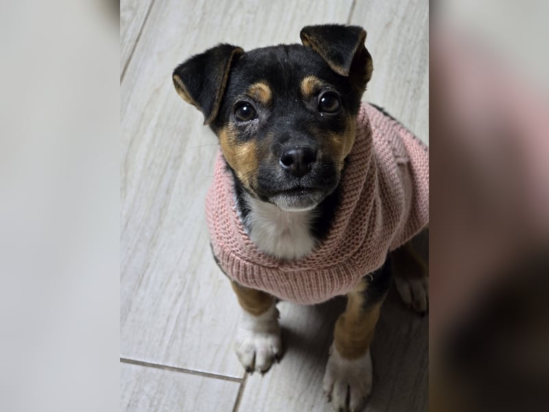 Yuna - fröhliches Hundemädchen!