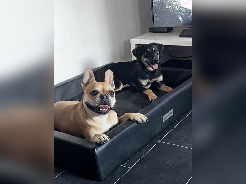 Danira - bereit für ein eigenes Zuhause!