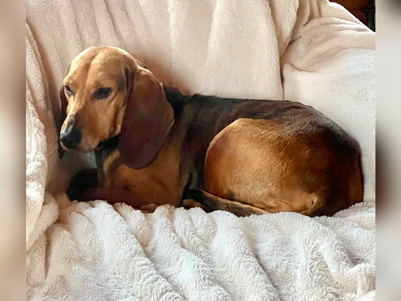 Trudi - Glück auf Lebenszeit gesucht