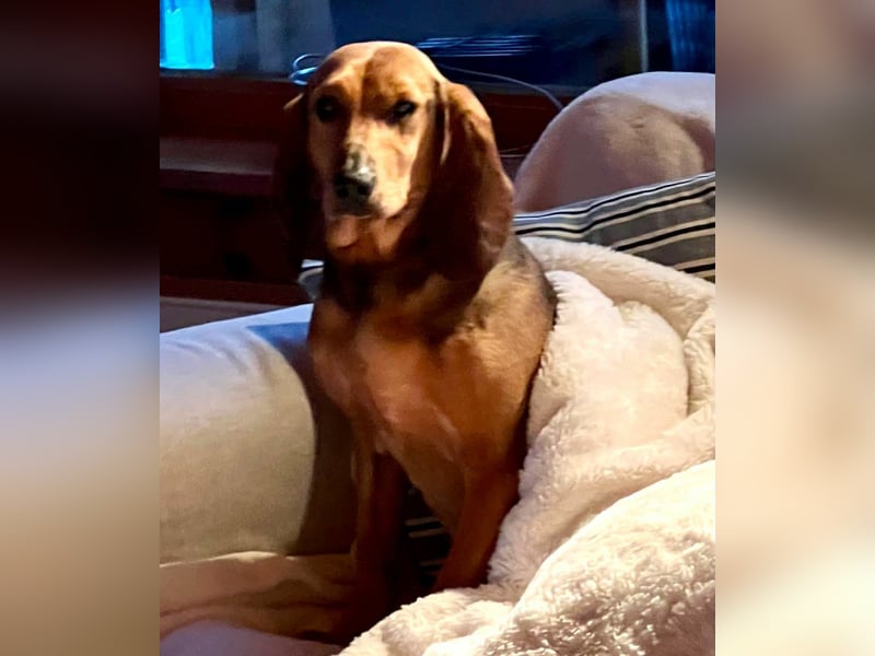 Trudi - Glück auf Lebenszeit gesucht