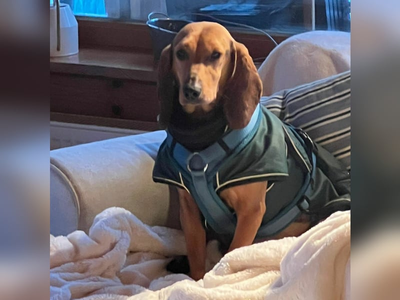 Trudi - Glück auf Lebenszeit gesucht