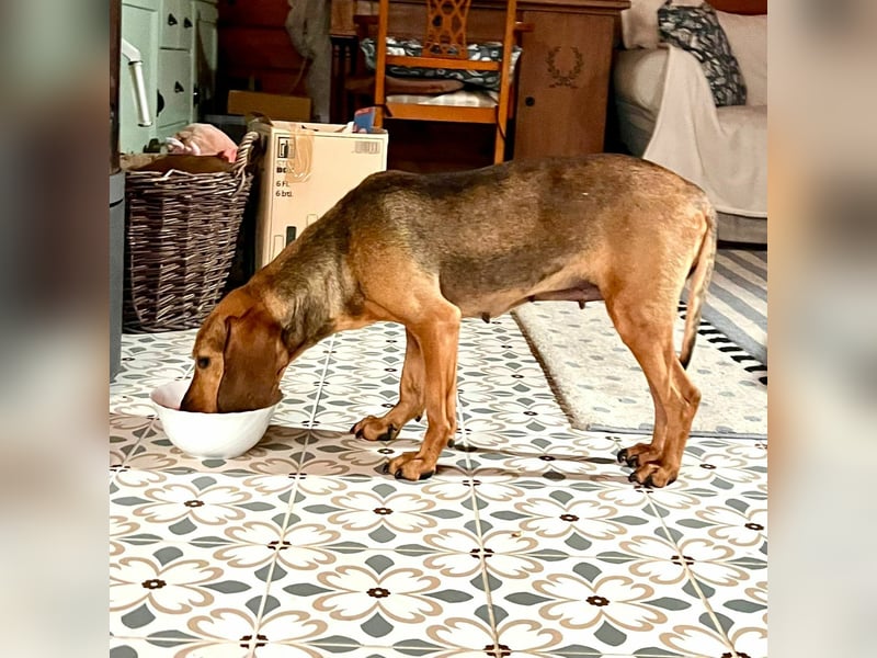 Trudi - Glück auf Lebenszeit gesucht
