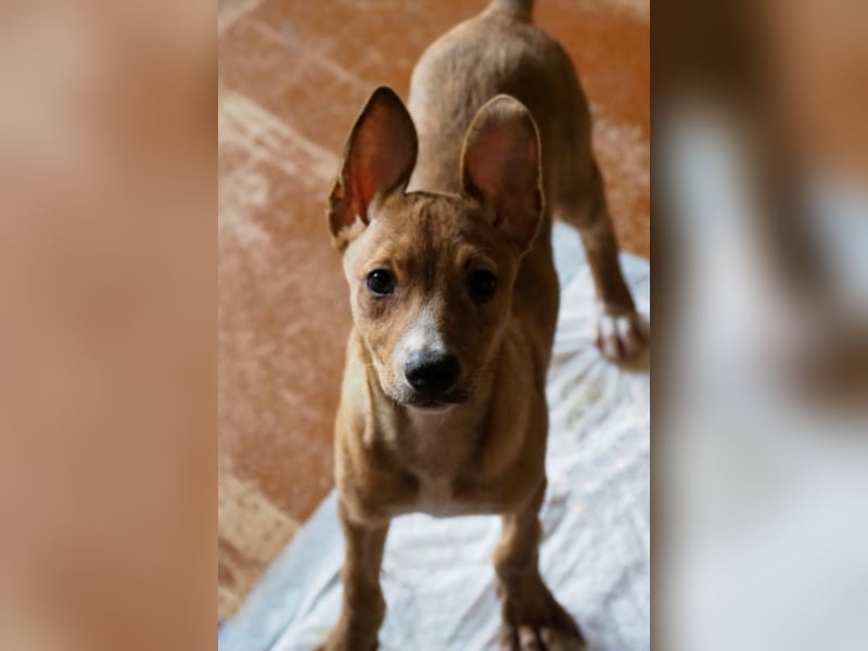 Liebe Hunde im Auslandstierschutz