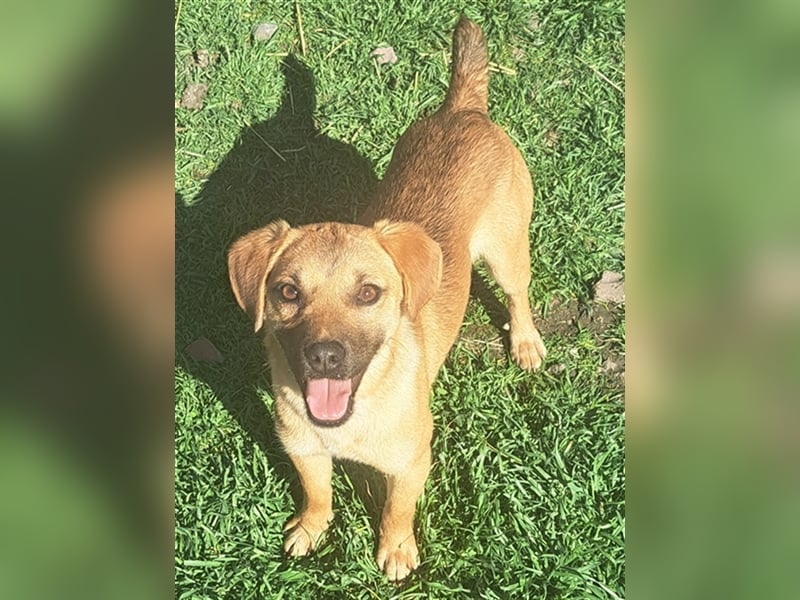 Rocky ( * 04.2022 ) sucht ein Zuhause