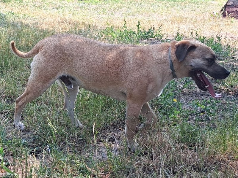 Rocco ( * 04.2022 ) sucht ein Zuhause