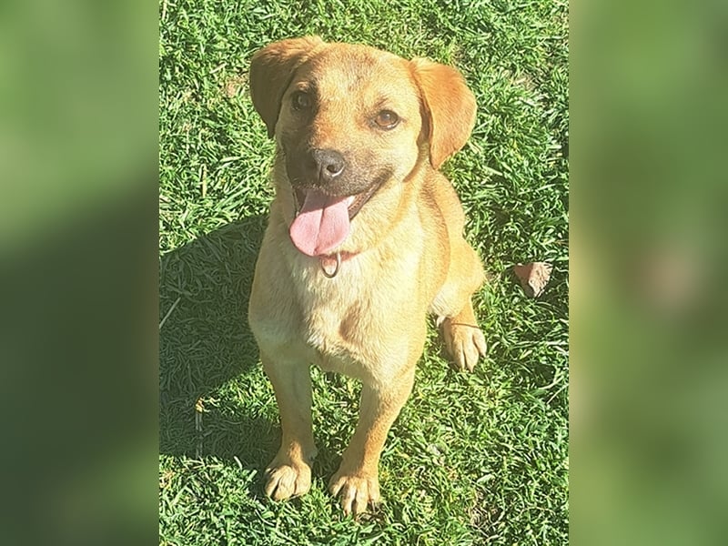 Rocky ( * 04.2022 ) sucht ein Zuhause