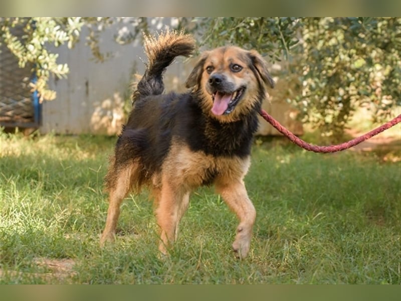 Max ( * 03.2017 ) sucht nochmal sein Glück