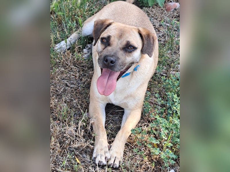 Rocco ( * 04.2022 ) sucht ein Zuhause