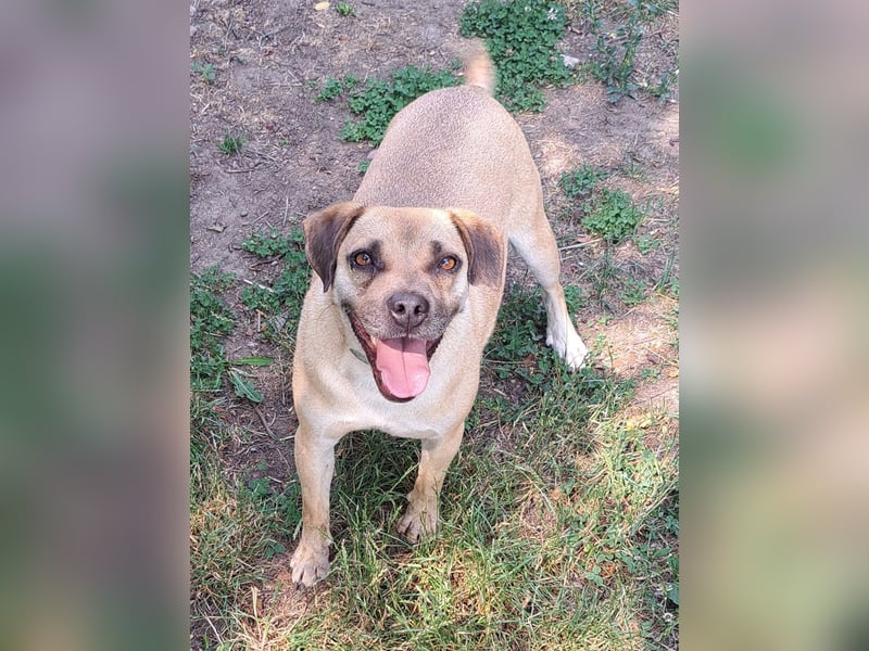Rocco ( * 04.2022 ) sucht ein Zuhause