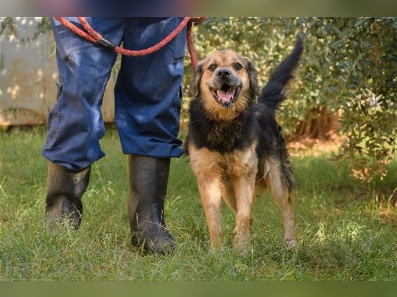 Max ( * 03.2017 ) sucht nochmal sein Glück