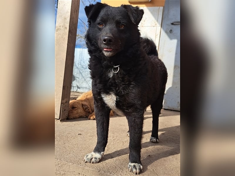 Rudi ( * 01.2022 ) sucht sein eigenes Zuhause