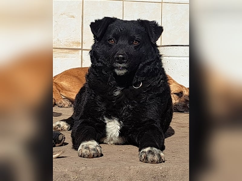 Rudi ( * 01.2022 ) sucht sein eigenes Zuhause