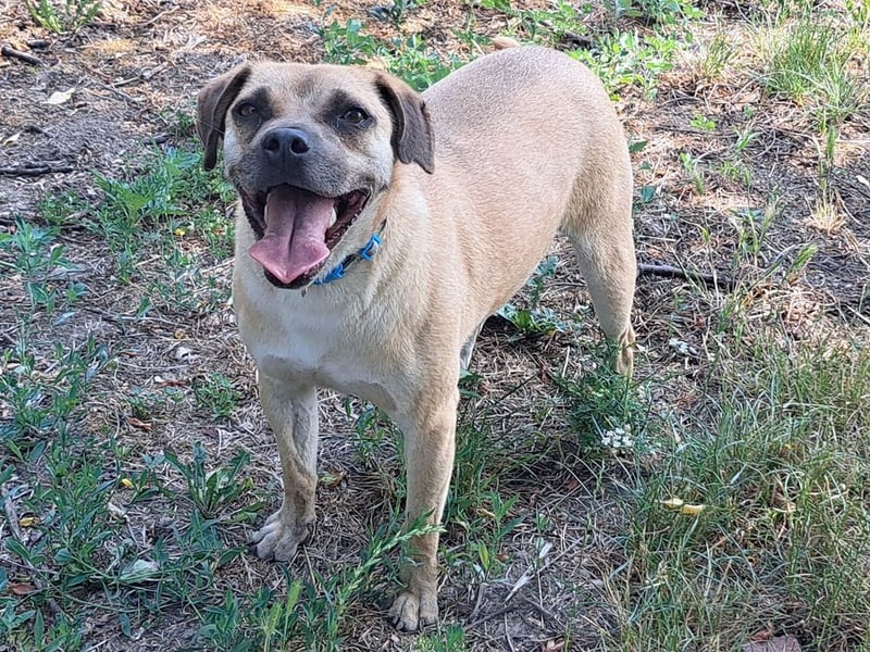 Rocco ( * 04.2022 ) sucht ein Zuhause