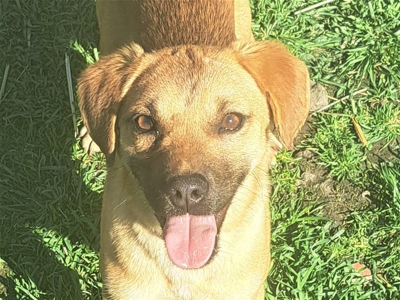 Rocky ( * 04.2022 ) sucht ein Zuhause