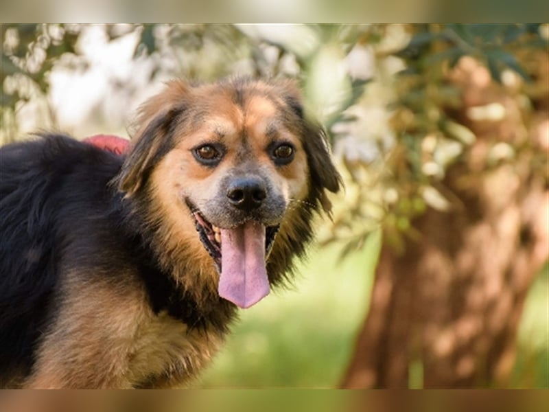 Max ( * 03.2017 ) sucht nochmal sein Glück